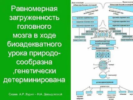 Генетически детерминировано