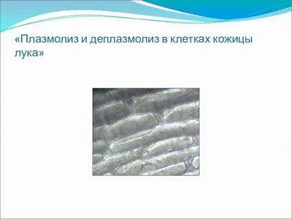 Плазмолиз и деплазмолиз
