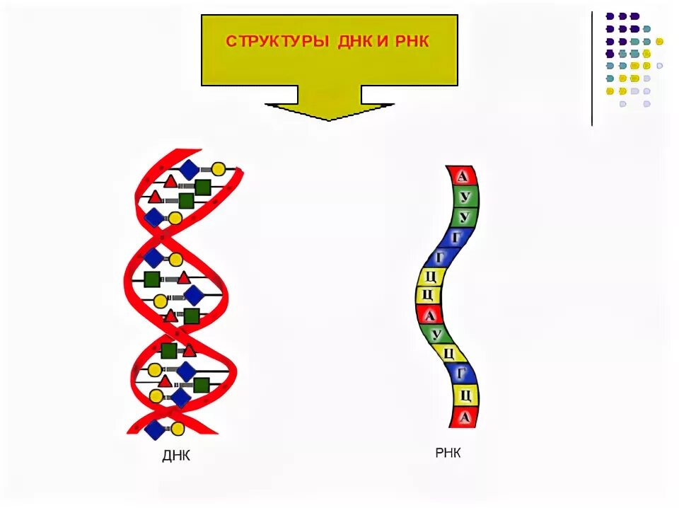 Схема ДНК И РНК. Схема строения РНК рисунок. Строение ДНК И РНК. Схема строения молекулы РНК. Рисунок молекулы рнк