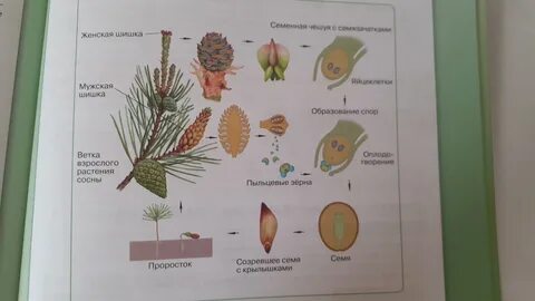 Опишите процесс размножения сосны
