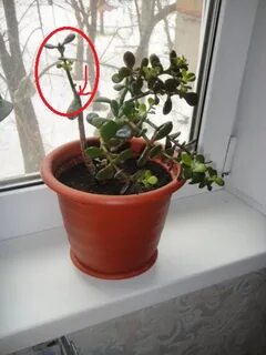 Как прищипывать денежное дерево