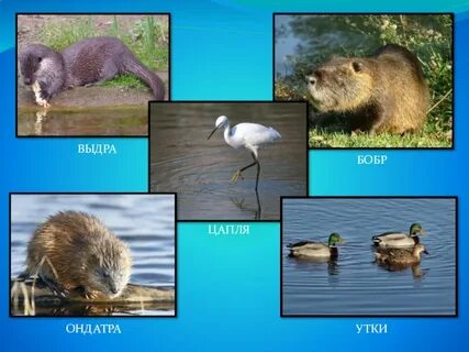 Какие животные пресных вод нуждаются в охране
