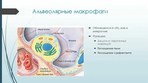 Альвеолярные эпителиальные клетки второго типа
