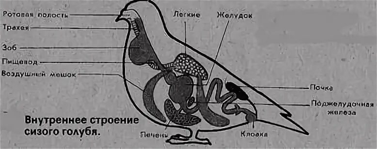 Внутреннее строение сизого голубя. Дыхательная система животных. Внешнее строение сизого голубя. Центр регуляции дыхания у амфибий.