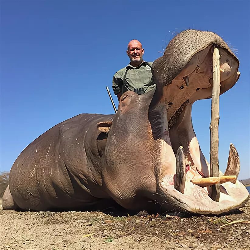 Самой большой животное в мире. Самой большой животное в мире. Голубой кит balaenoptera musculus. Самой большой животное в мире. Самой большой животное в мире.