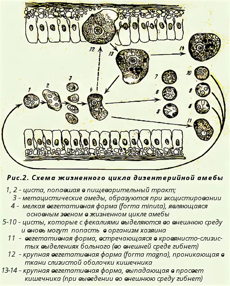 В каком организме происходит развитие дизентерийной амебы. Жизненный цикл дизентерийной амёбы. (Entamoeba histolytica).. Схему жизненного цикла дизентерийной амебы Entamoeba histolytica. Жизненный цикл дизентерийной амебы схема. Этапы развития дизентерийной амебы.