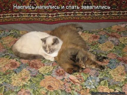 Наелся напился