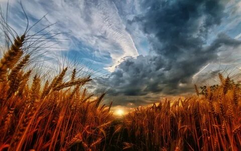 Погода стояла безветренная и ржаное поле