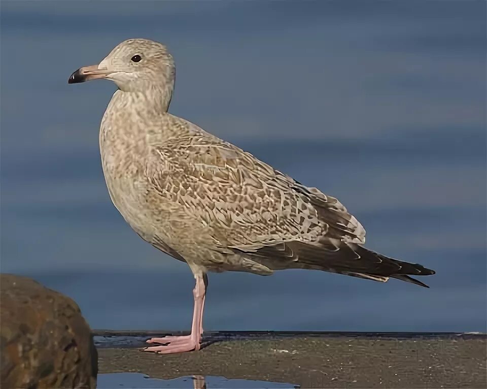 Free Images : sea, nature, bird, seabird, wildlife, reflection, beak, fauna, ani