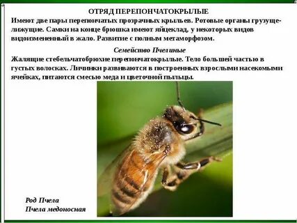 Пчела полное или неполное