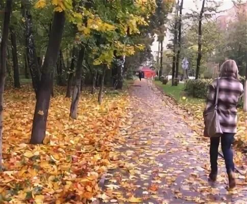 В старом парке есть кленовая аллея. Кленовая аллея Калининград. Кленовая аллея 6 Воронеж. Листья жёлтые над городом кружатся.