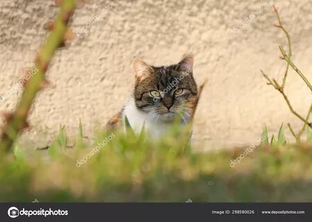 Kitten hidden behind wild grass. 