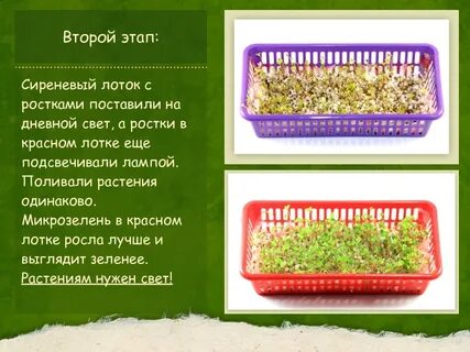 Проект микрозелень 7 класс