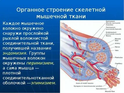 Соединительная тканная оболочка