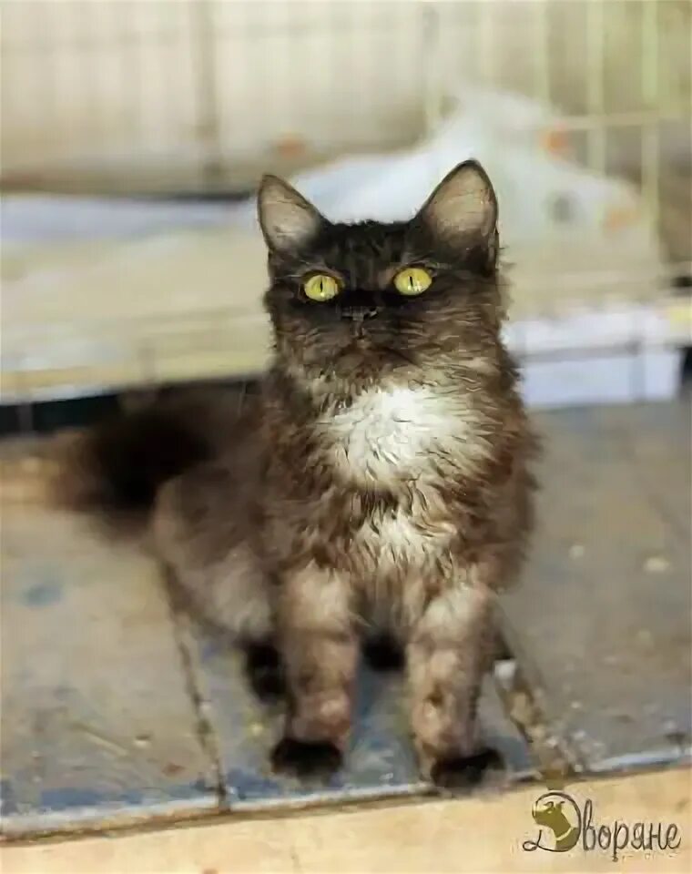 Как выглядят коты метисы #БгдПомоги #Богданович Потерялся котик зовут Мики может кто видел 2024 #Богданов