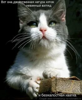 Тоже котик