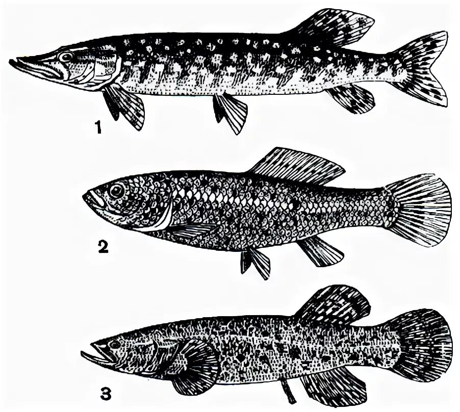Какой тип развития характерен для щуки обыкновенной. Лососеобразные рисунок. Щука обыкновенная рисунок. Даллия. Даллия рыба.