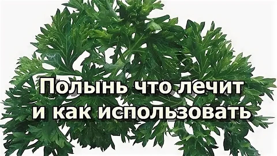 Как заваривать полынь. Полынь терапия. Полынь лечебные свойства магические свойства. Полынь mugwort. Полынь горькая опушение листа.