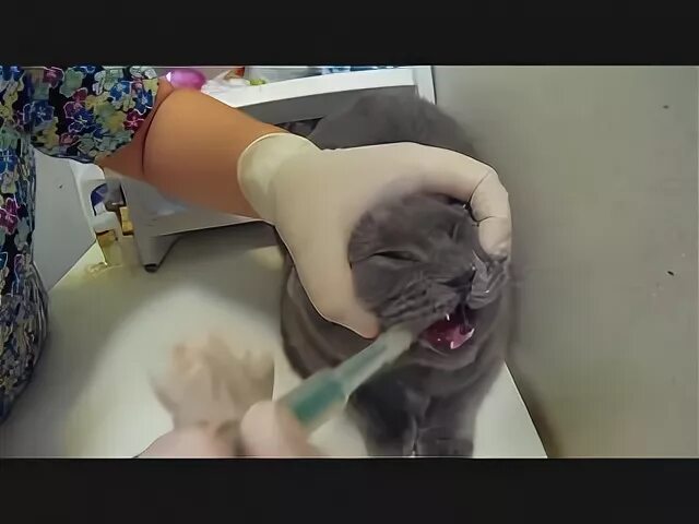 Как дать таблетку кошке видео. Таблетку кошке в пасть. таблетка корень языка у кота. как напоить кота лекарством. как дать таблетку кошке шприцом.