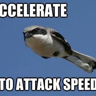 Keep bird