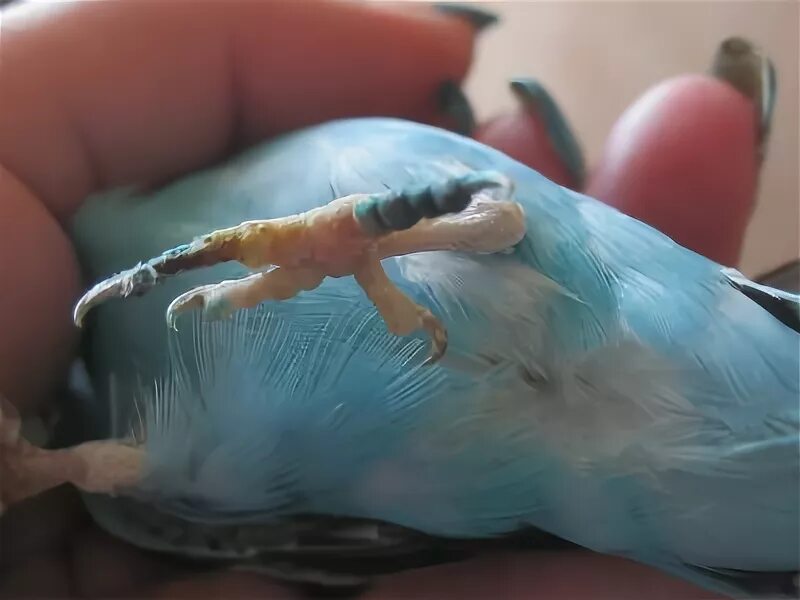 Аналог "Ируксолу". Гангрена у волнистика. - Основной раздел - Форумы Mybirds.ru 