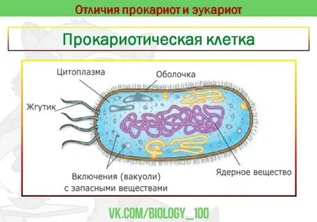 Цитоплазма в прокариотической