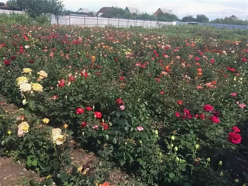 Розы тресоруково воронежская область. Питомник maryroses. Саженцы роз село тресоруково. Розы рассада с рынка. Саженцы роз тресоруково.