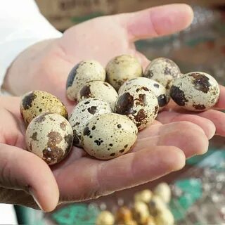 Как проверить перепелиные