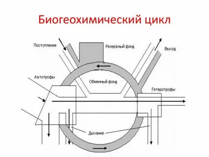 Натуральный цикл
