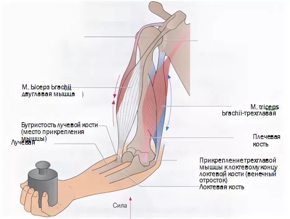 длинная головка двуглавой мышцы упражнения. анатомия бицепса человека. строение бицепса и трицепса. мышцы иллюстрация. строение мышечного волокна егэ.