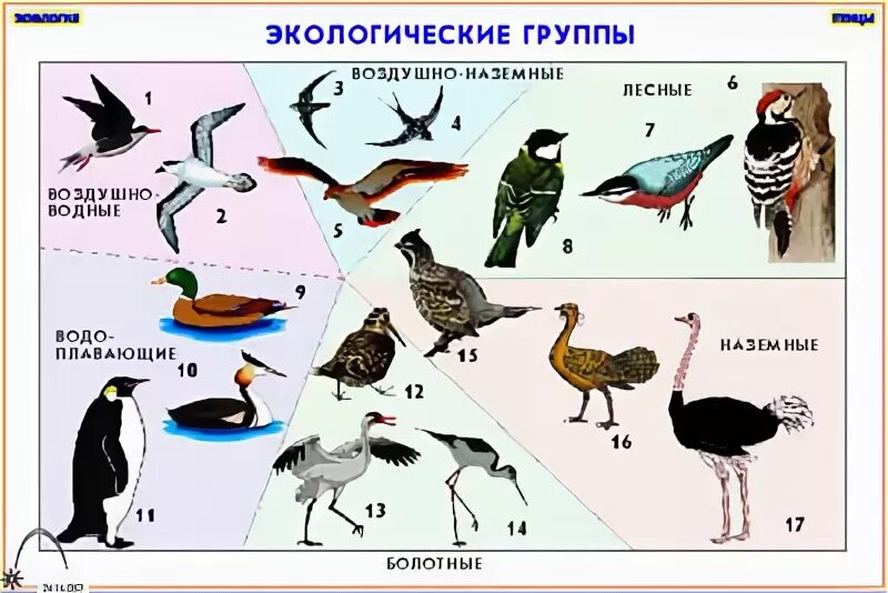 Названия экологических групп птиц. Экологические группы птиц. Зоология птицы. Экологические группы птиц схема. Птицы задания по зоологии.