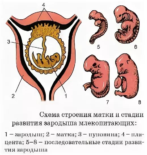 Строение эмбриона млекопитающих. Строение матки млекопитающих. Развитие зародыша у млекопитающих. Эмбрион млекопитающего в матке.