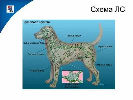 Лимфатическая система животных