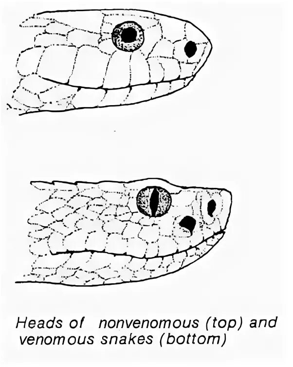 Как отличить ядовитых змей от неядовитых. Отличить ядовитую змею от неядовитой. Змея как отличить ядовитую змею от неядовитой. Отличие ядовитой змеи от неядовитой.