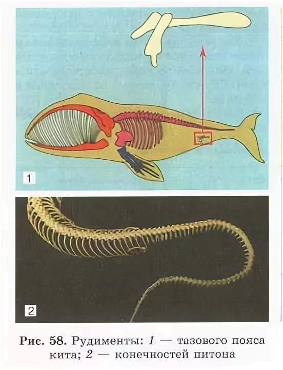 Рудимент у питона. Скелет кита рудименты. Рудимент задних конечностей кита. Рудименты тазового пояса кита. Рудименты тазового пояса у змей.