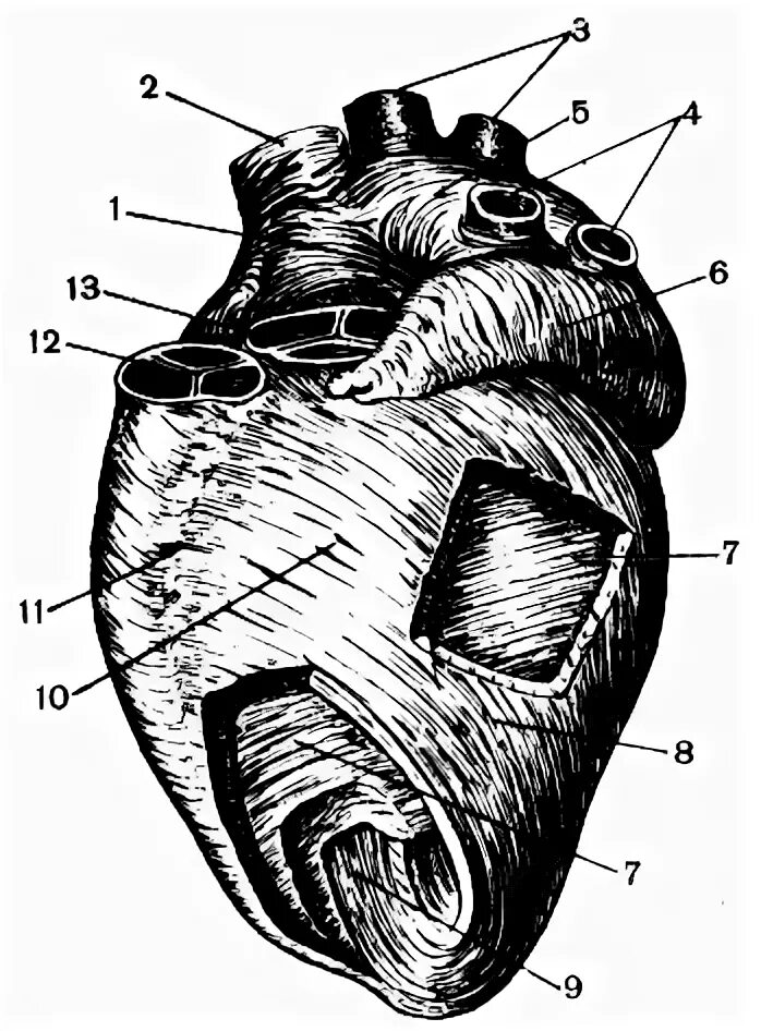 3 околосердечная сумка. Сердечная мышца с левой стороны. 23 В сердце. 585 Сердце кор слева анатомия удалены участки миокарда учебник.