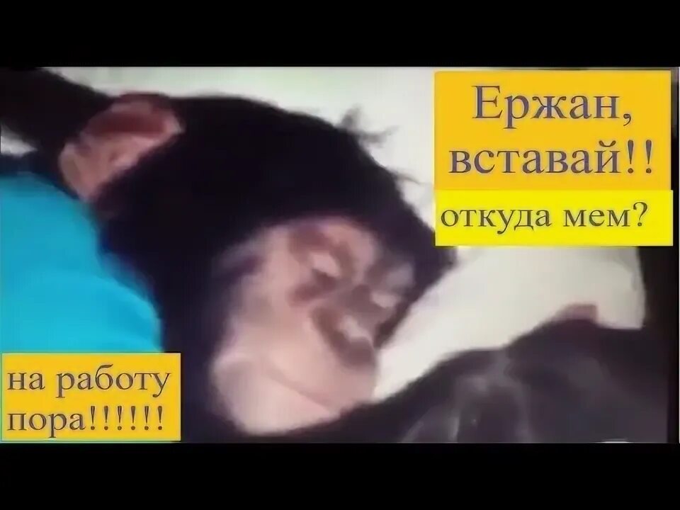 Давай блять вставай в школу