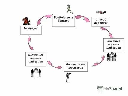 Цепочка инфекционного процесса