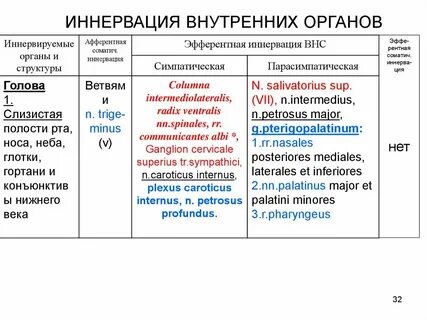 Внутренние органы иннервирует