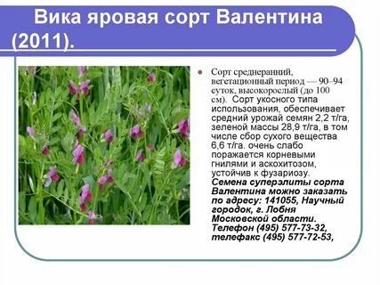Описание вики