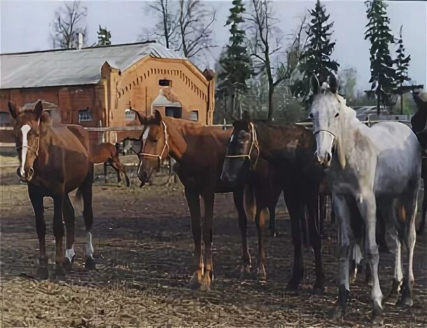 конные заводы адреса