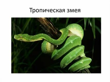 Ядовитая змея тропиков 5 букв