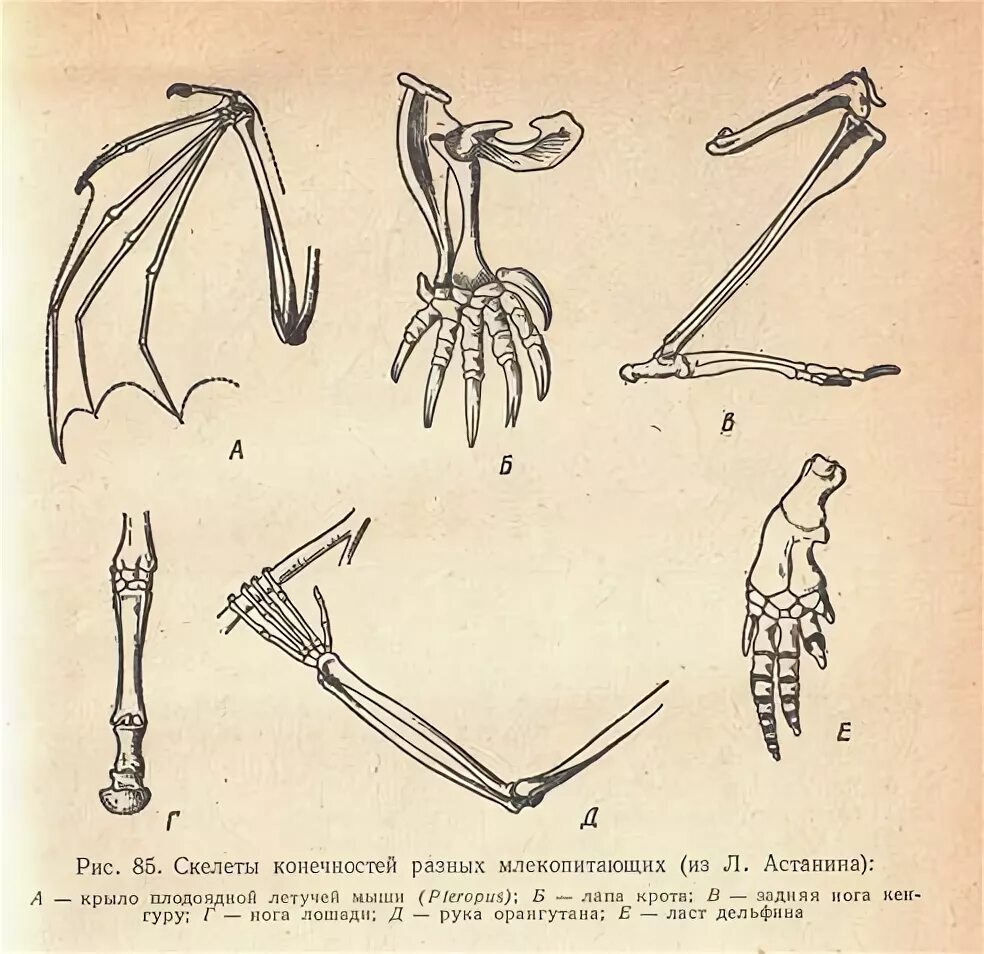 Скелет передних и задних конечностей млекопитающих. Рукокрылые строение задних конечностей. Скелет передней конечности рукокрылых. Скелет передней конечности крота. Строение передних конечностей рукокрылых.