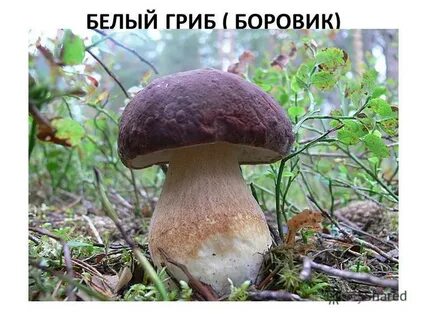 Самый белый гриб