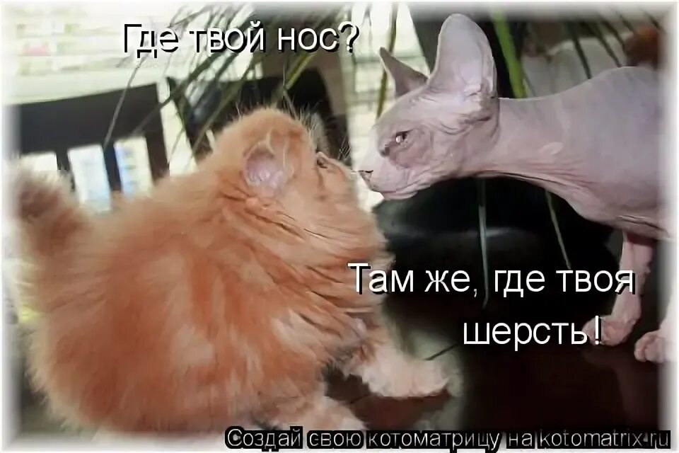 Твоя шерсть