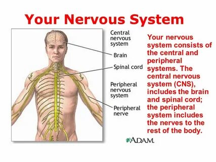 What parts does the body consist of