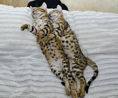 Котята больших кошек