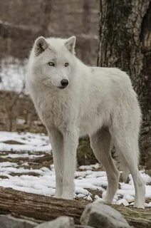 Wolf standing
