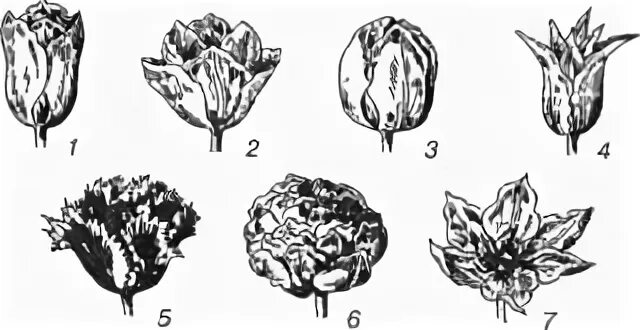 Какой тип питания характерен для тюльпана лесного. Биологические особенности тюльпана. Морфологические особенности 2 видов тюльпанов. Тюльпан Лесной рисунок цикл жизни. Тюльпан Лесной характеристика растения биология 6.