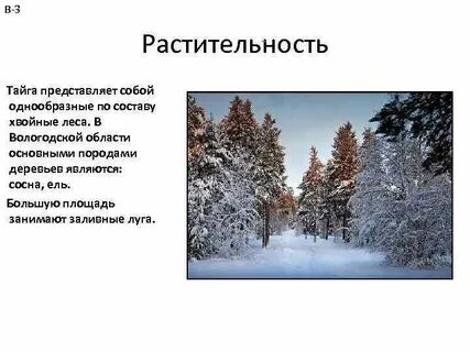 В какой природной зоне преобладают хвойные